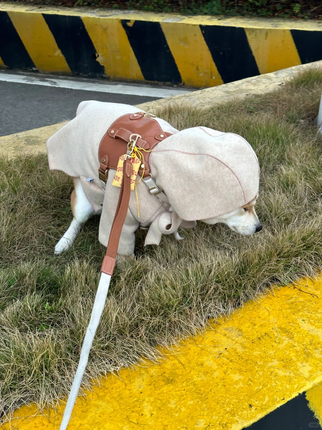 最后一批过年回家的小狗出发咯