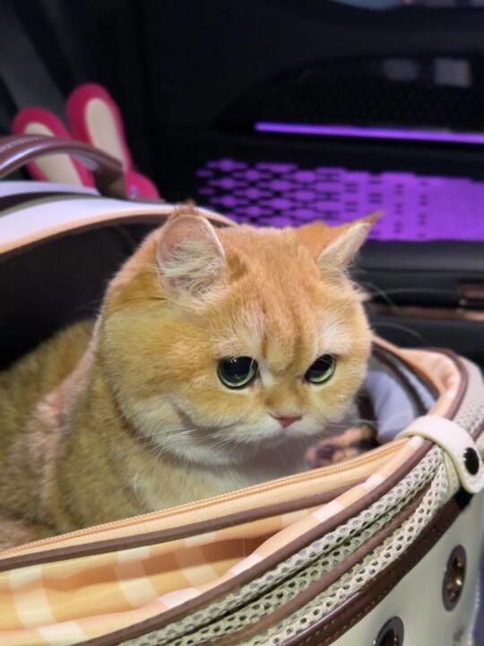 拼车拼到一只小猫！