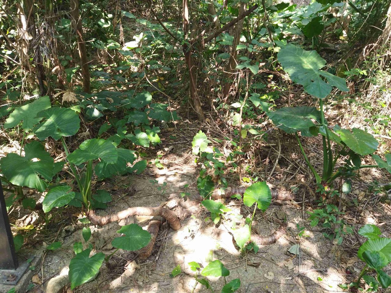 我的今日状态：😁轻松愉快
我这里的天气：☀️晴天
这是芋头还是滴水观音？