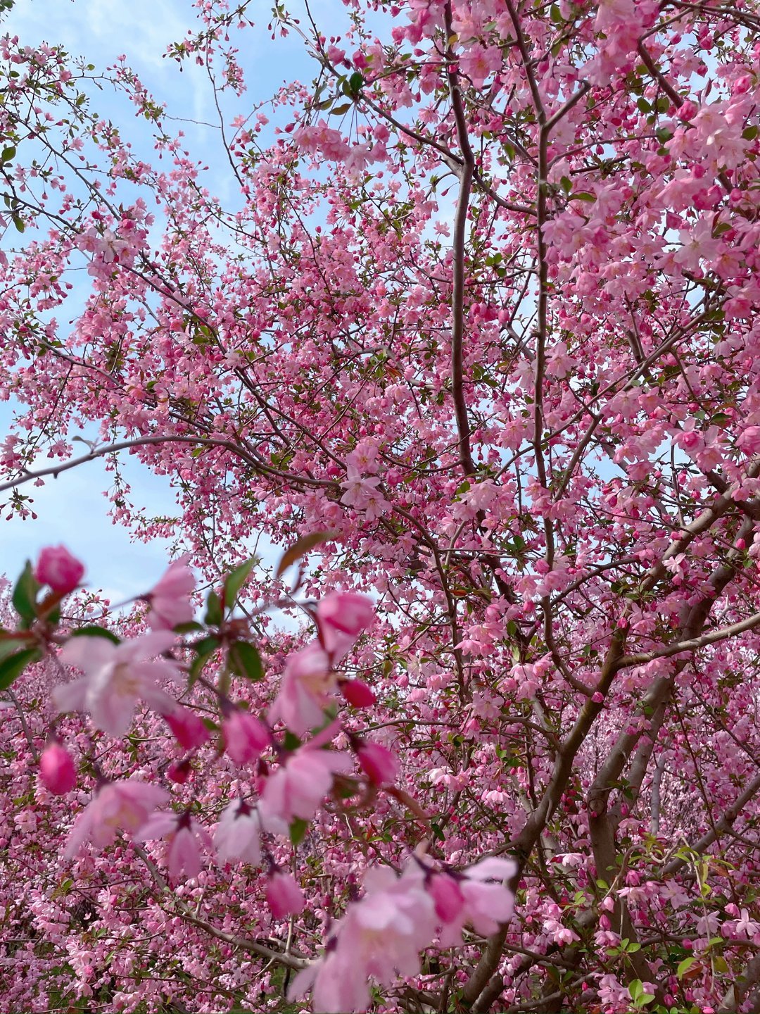 🌸ⅈꪀ ડρ𝕣ⅈꪀᧁ➡️初夏🌿 今日份——叮🛎️莺莺燕燕春春and花花柳