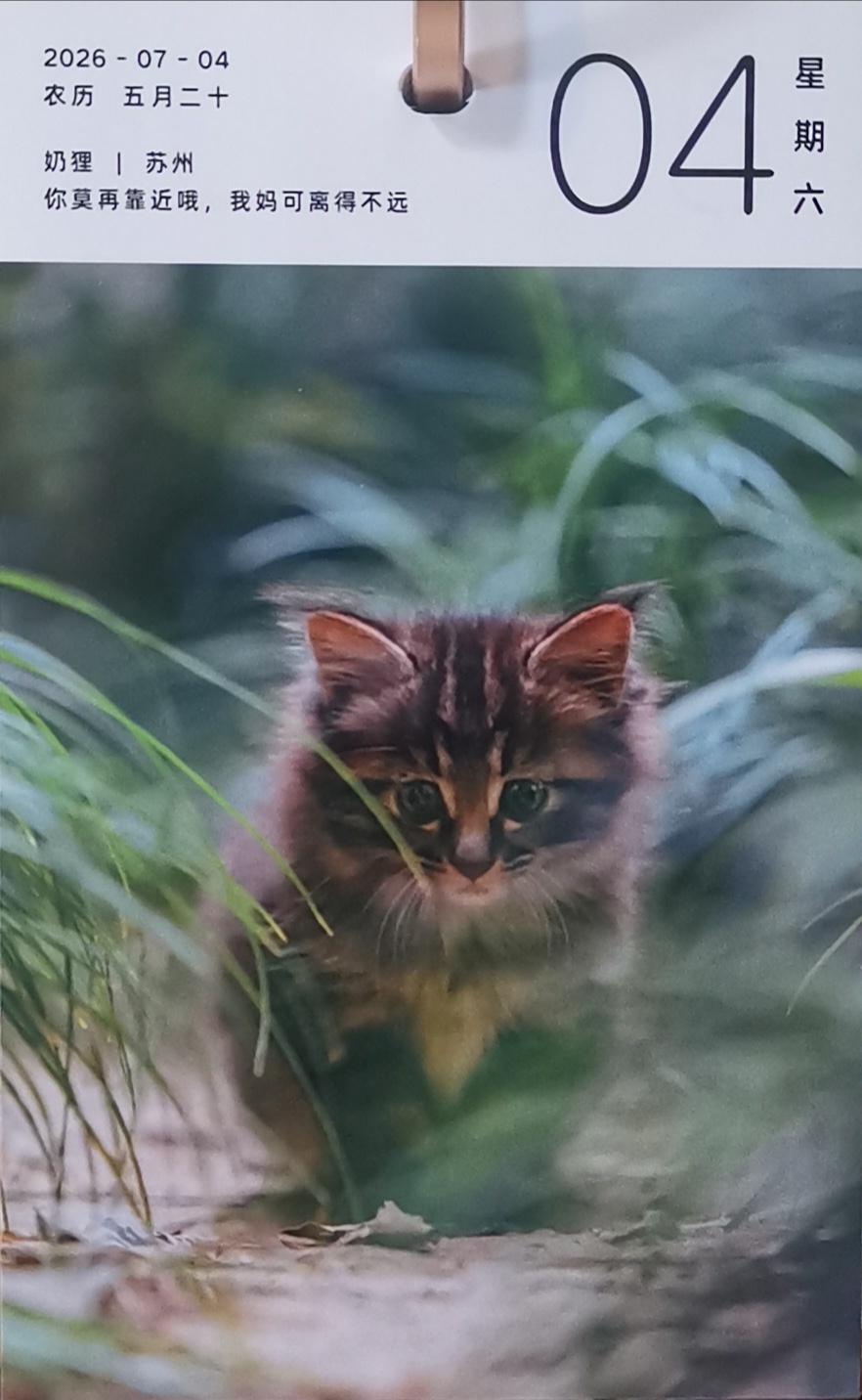 猫宁。多帅强弟，一同进餐。一日二猫，外猫中猫，一睡一醒。