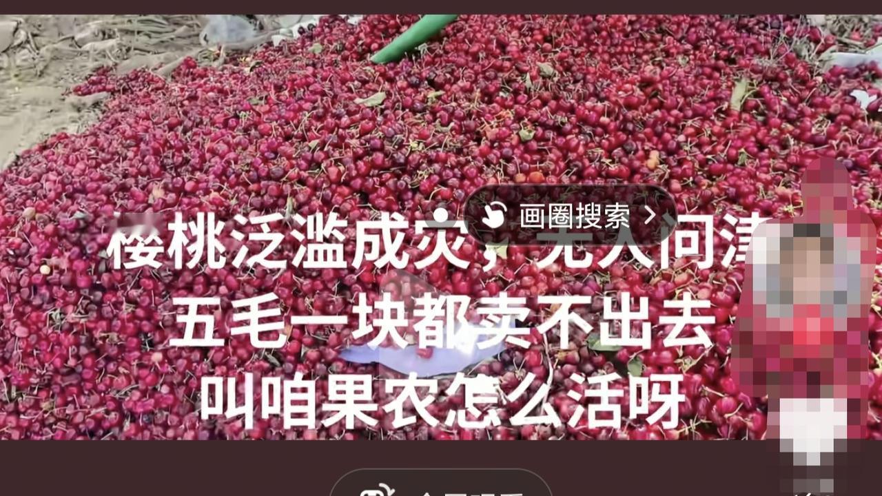 天水大樱桃今年行情这么不好吗？某音推送的，有甘肃博主发的，说是今年樱桃泛滥卖不出
