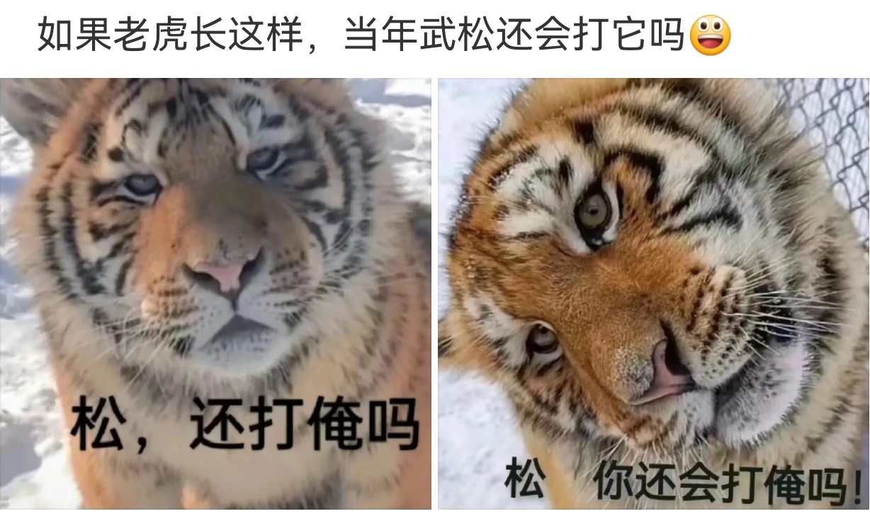 树欲静而风不止，虎皮痒而松不在 
