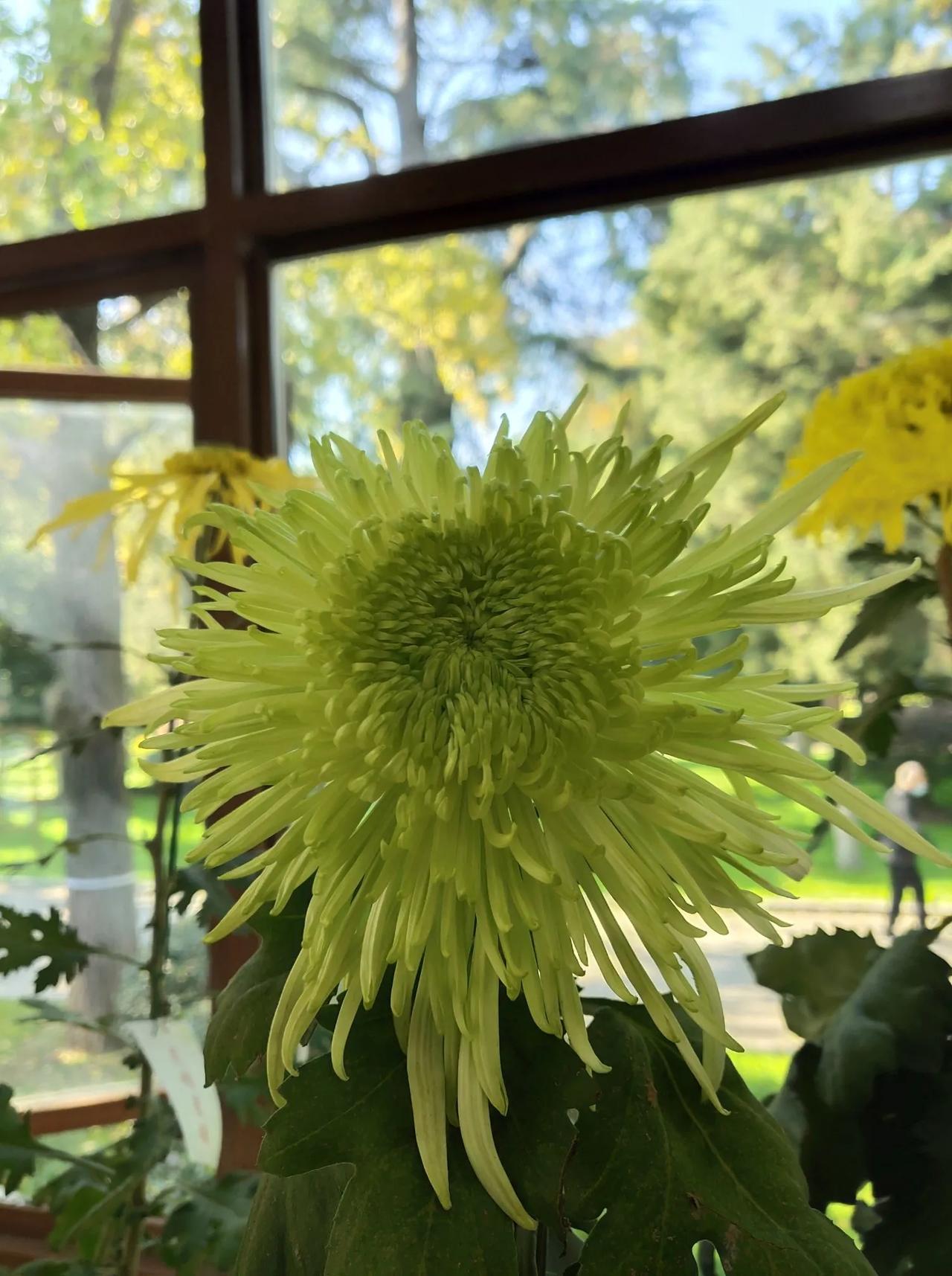 秋风起，蟹脚黄，又是一年菊花香。
冬篱客，霜下杰，此花开尽更无花。

一年一度的