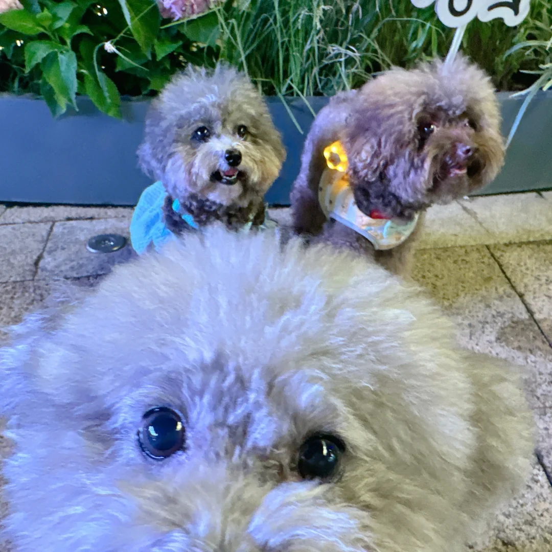 和好朋狗自拍🤳