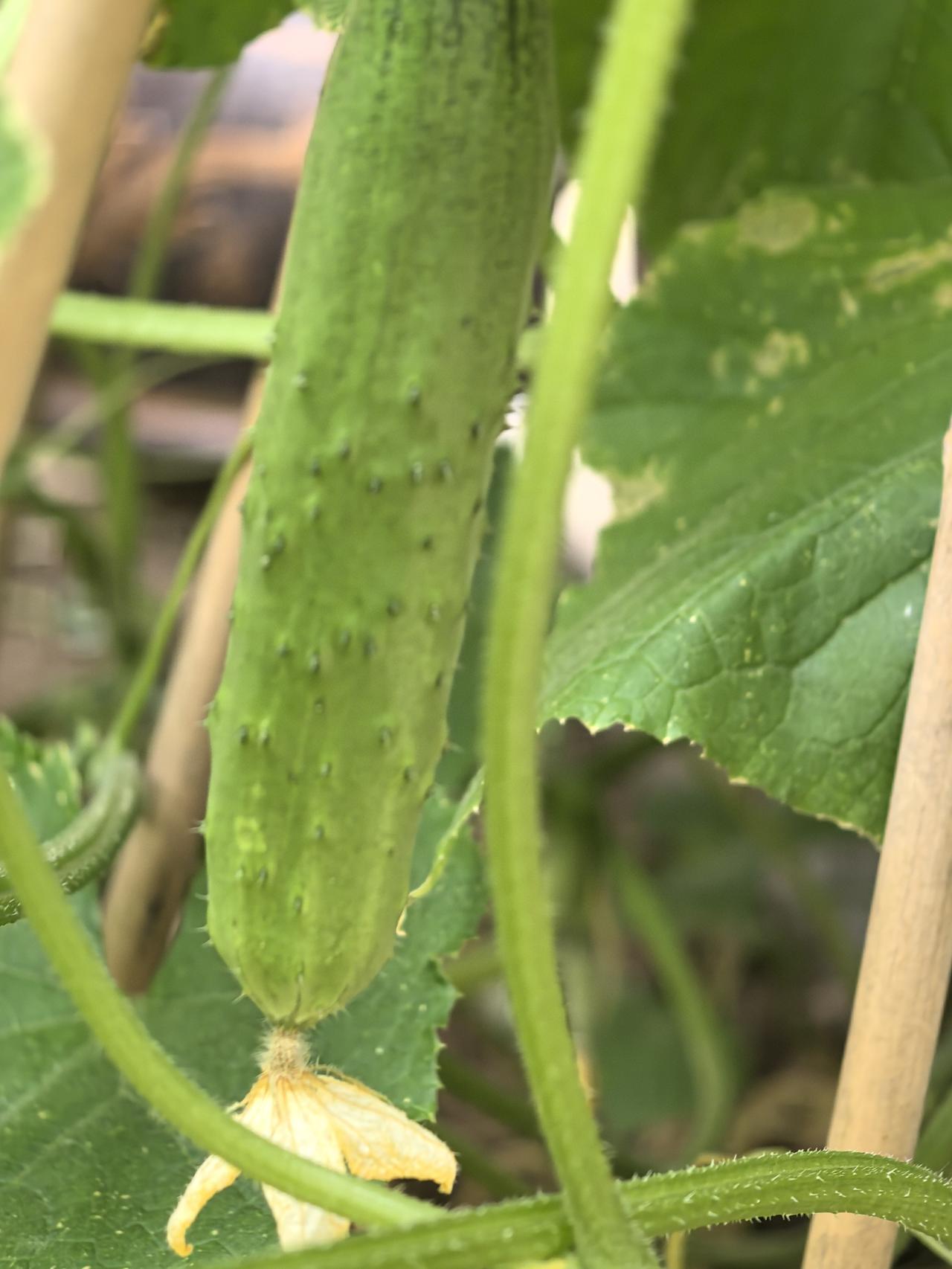 从6月3号到6月13号，感觉自己经历了一场人间炼狱。在被疱疹折磨的痛不欲生的日子