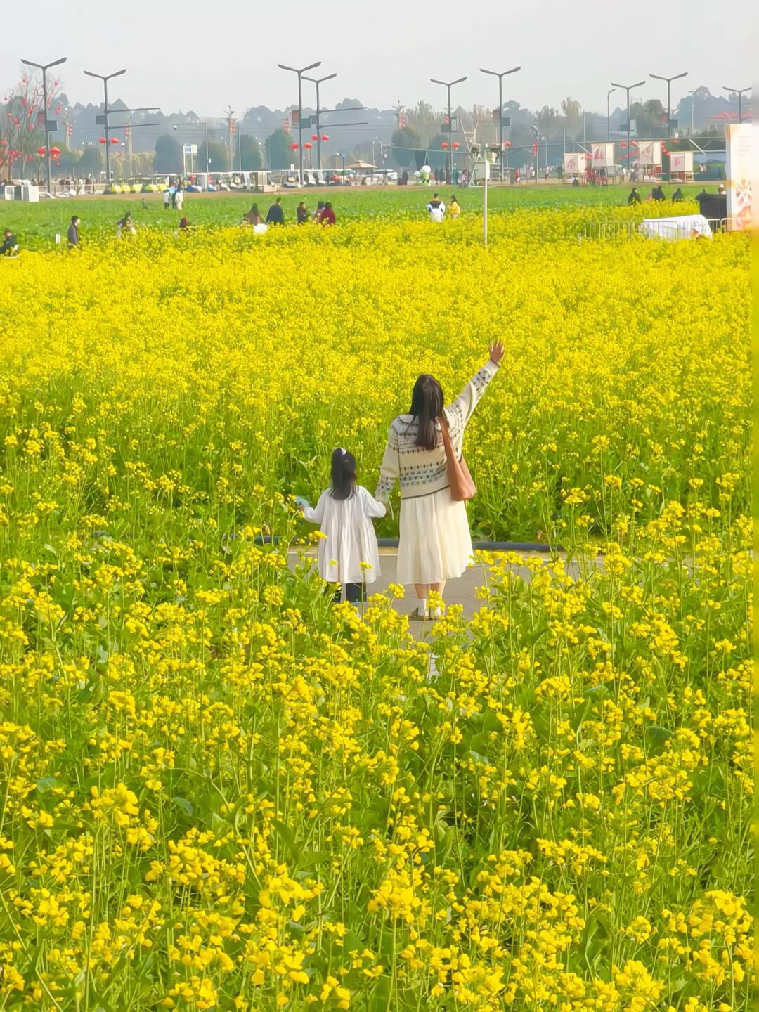 1.29实拍‼️成都油菜花海已全部盛开，附地址~