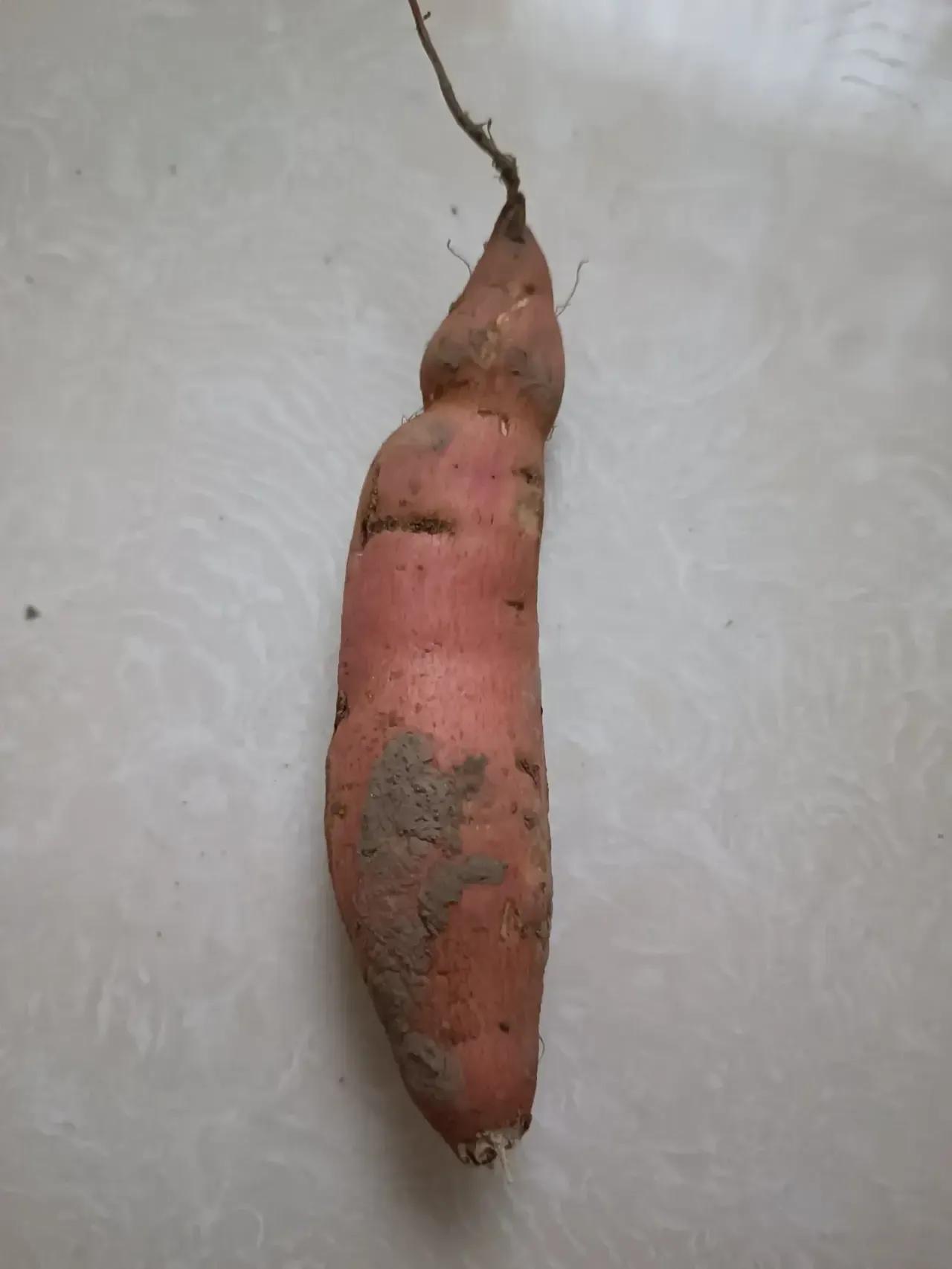 昨天休息去小菜园忙活，媳妇看到种的地瓜枝蔓长势旺盛，非要挖一窝尝尝鲜，结果，扒开