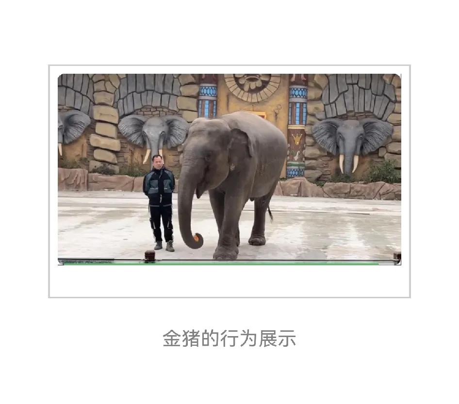 大象金猪，2007年出生，18岁。在苏州生下小象“乐乐”，小幼象刚过两岁时，被迫