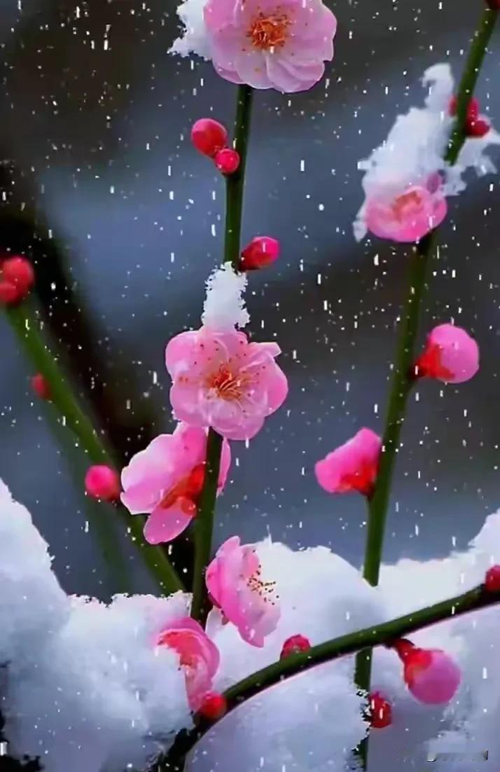 极品红梅，顶风傲雪，风骨卓然