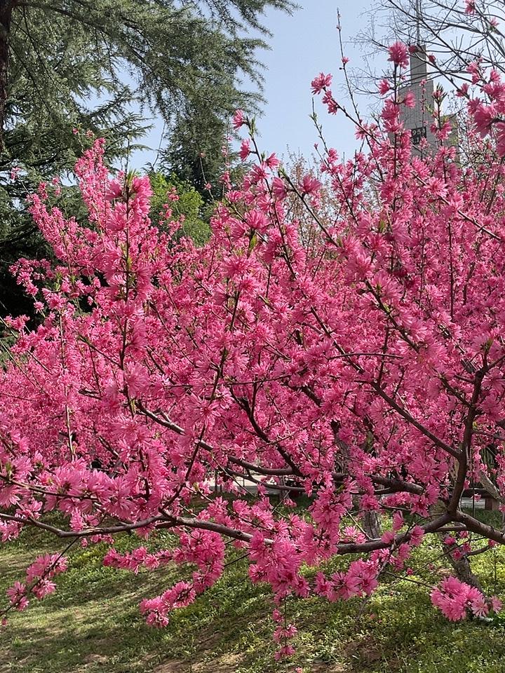好雨知时节，当春乃发生，随风潜入夜，润物细无声。作者唐杜甫《春夜喜雨》
胜日寻芳