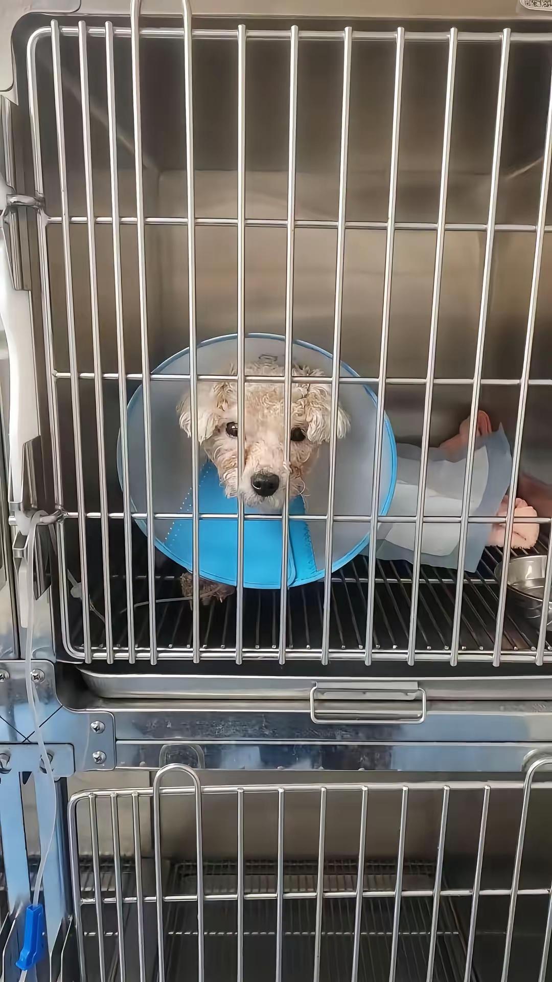 我都不忍看事情的叙述，一只比熊繁育犬，被剖腹取子，然后抛在户外。
不是说猫狗的生