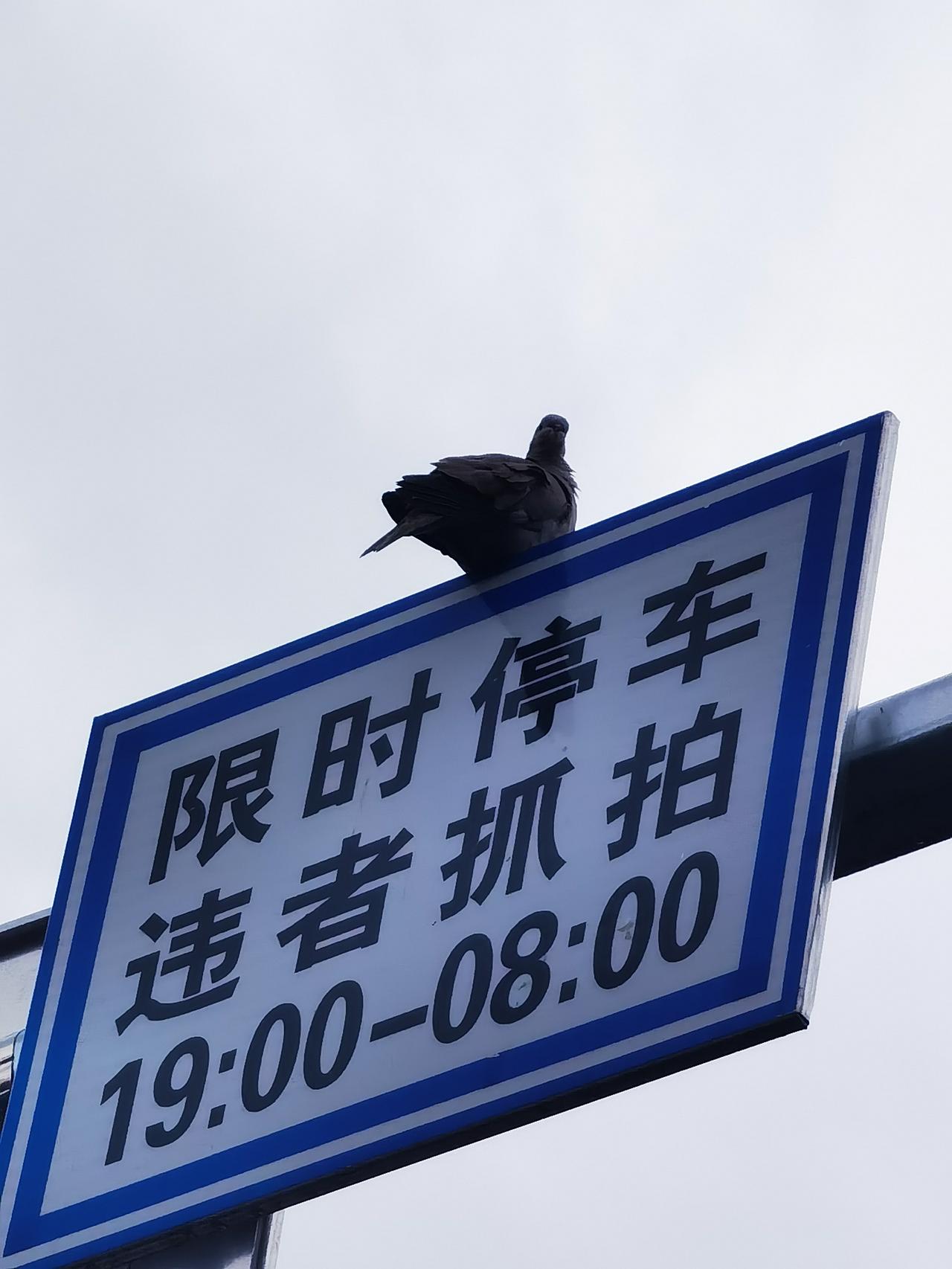一只鸟
当警察
停车牌
去站岗
搞抓拍
干不了
义务工
想尽责