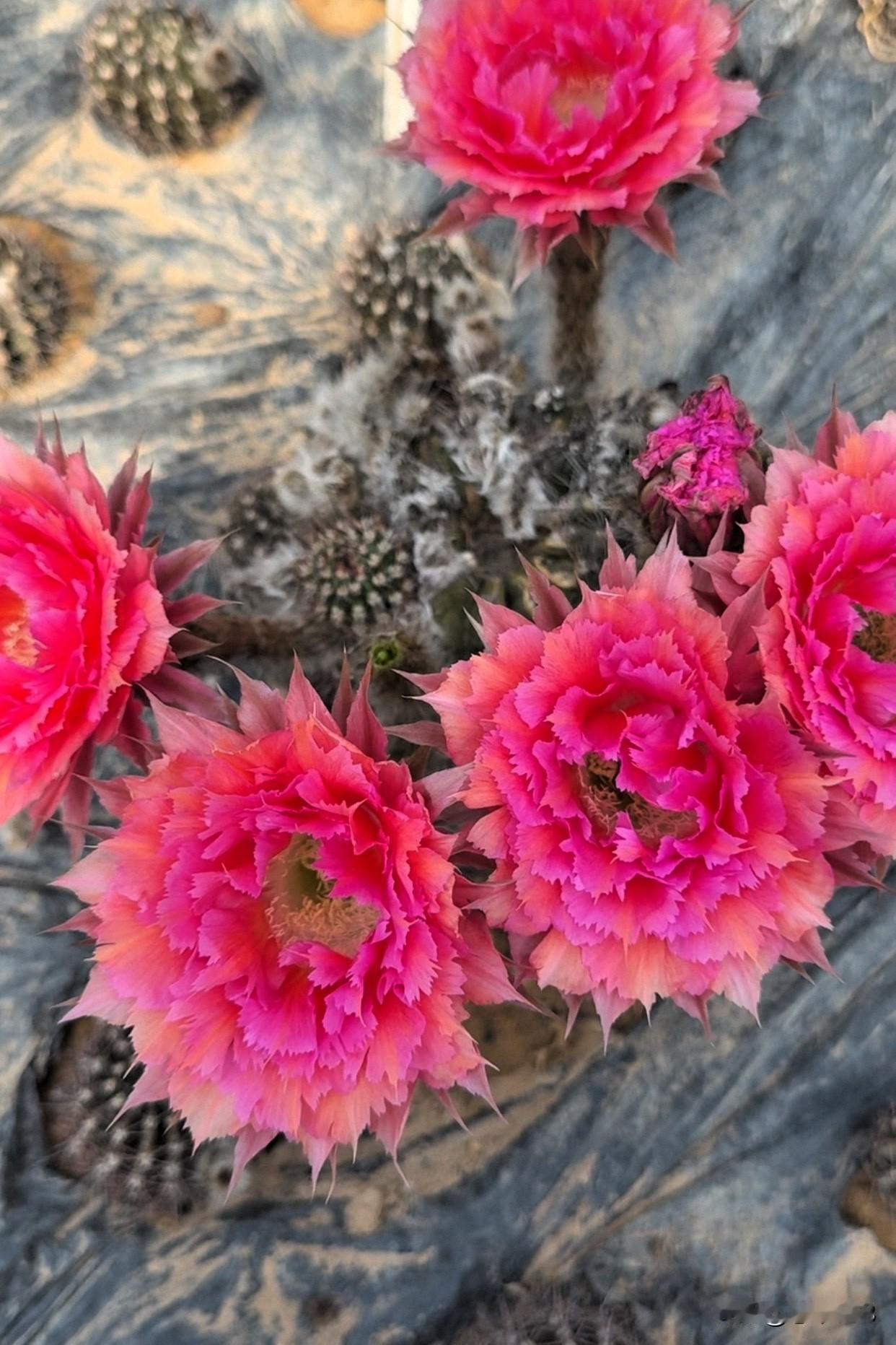 仙人球也会开花,友友们相信吗?今天的花𣁽是凤羽6号，最丑萌的仙人球，开出了超级