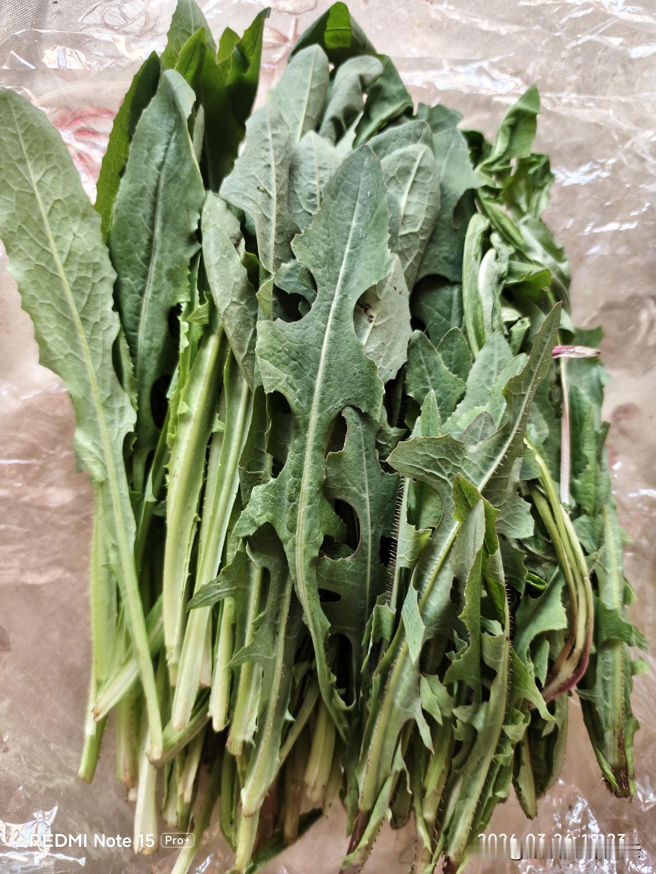 风险提示：热衷于在野外挖野菜的友友们注意了，挖野菜警惕农药风险。

今天我和友友