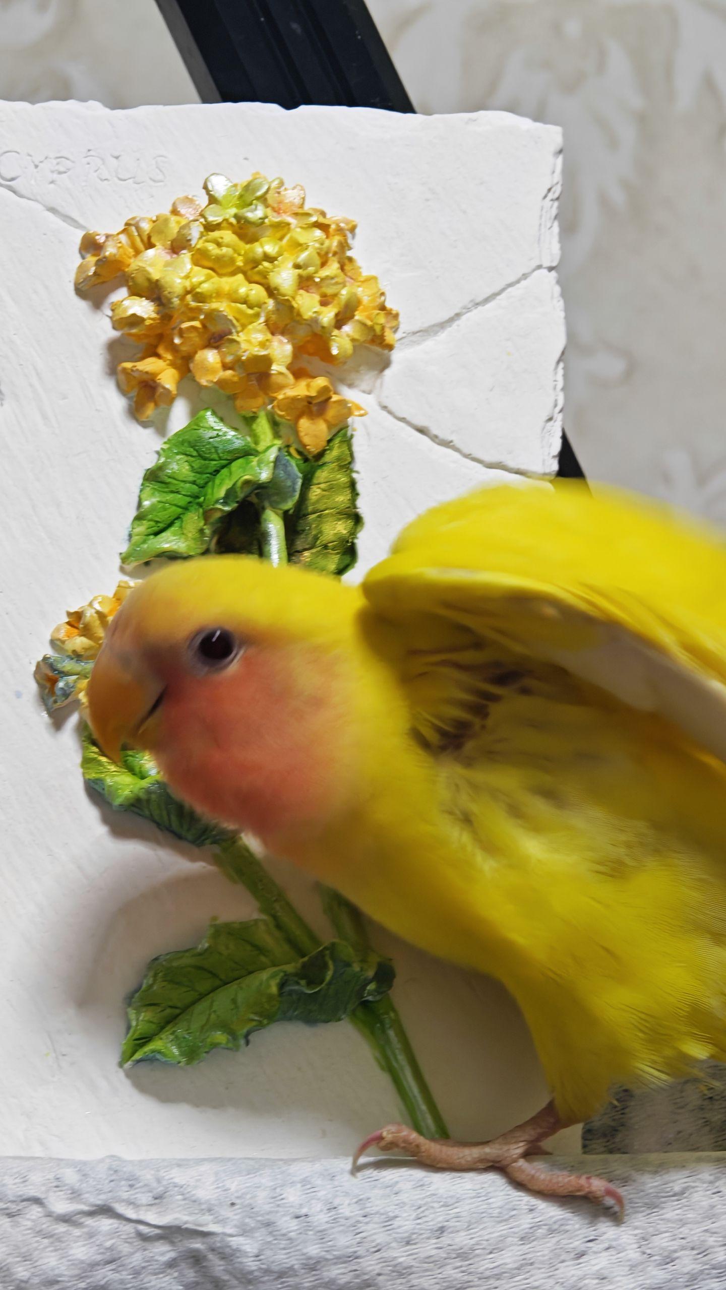 它在那啃啃啃，听见“嘎嘣”一声的时候，寻思，坏了……果然，啃下来一个小花瓣。