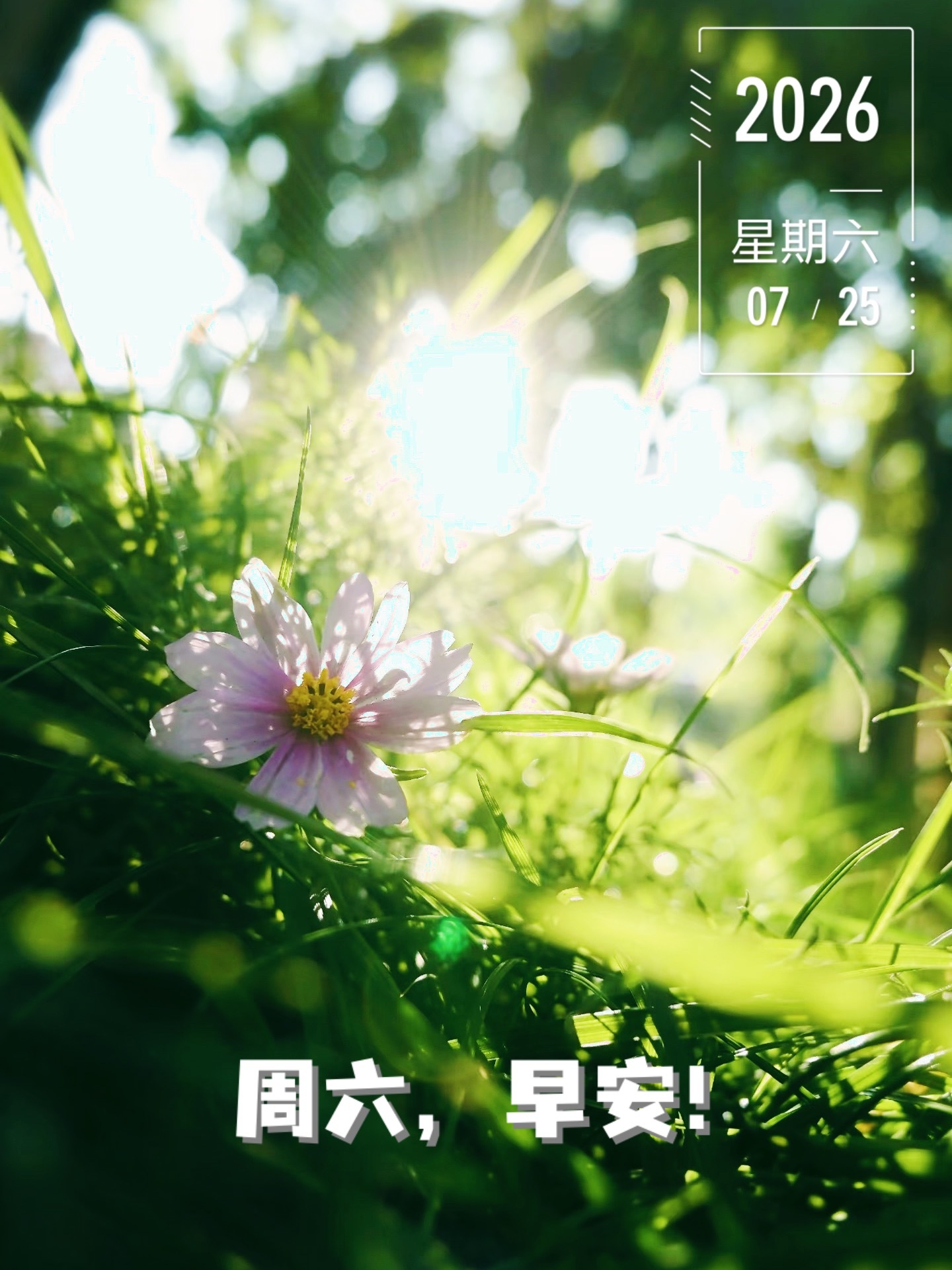 生活，你给我压力，我还你奇迹。心态调整好，生活才美好，好运，从每一个充满希望的早