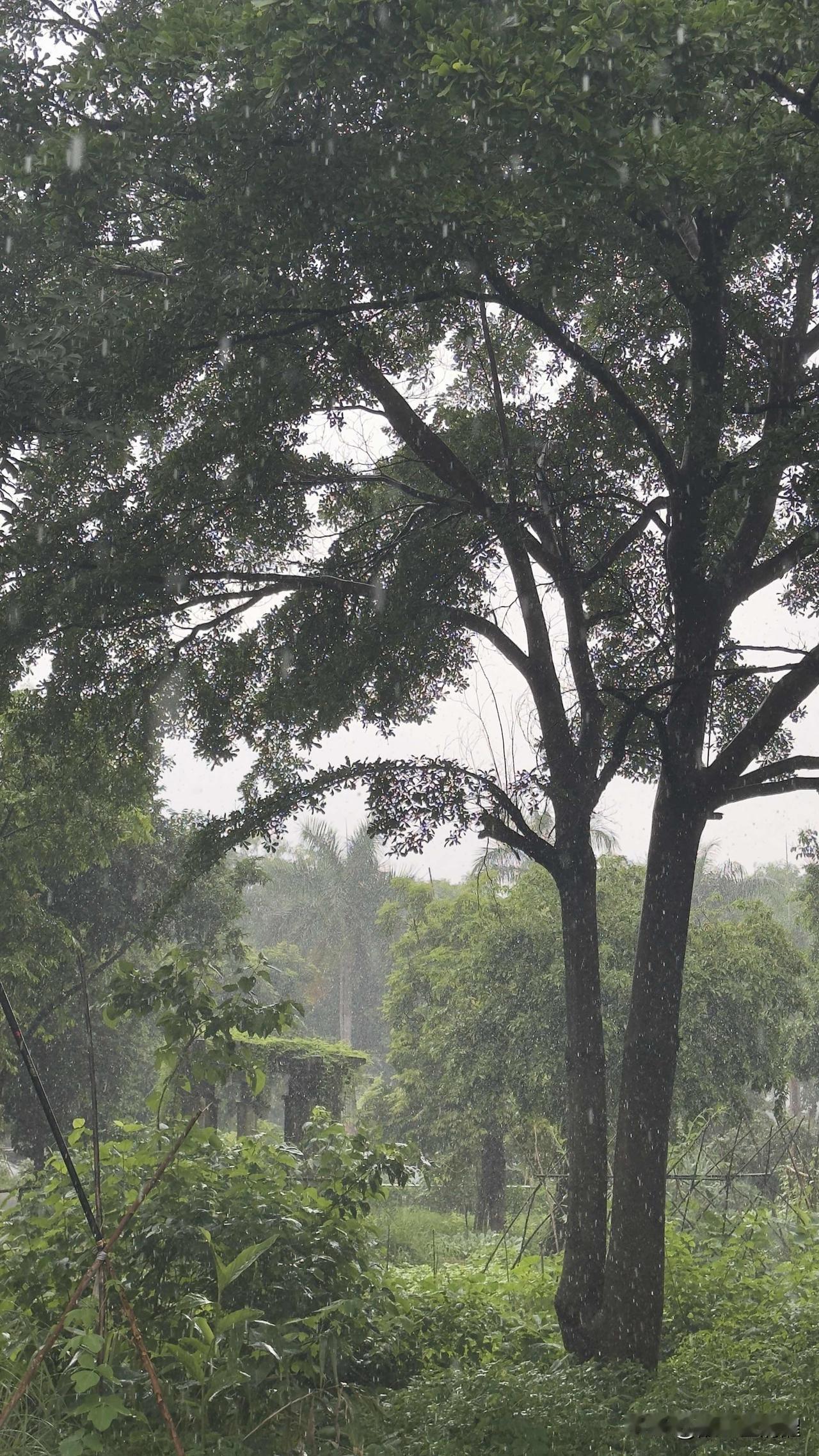 雨打芭蕉声，
总能唤起独特宁静与诗意。
淅淅沥沥雨点，
打在芭蕉宽大叶片，
宛如