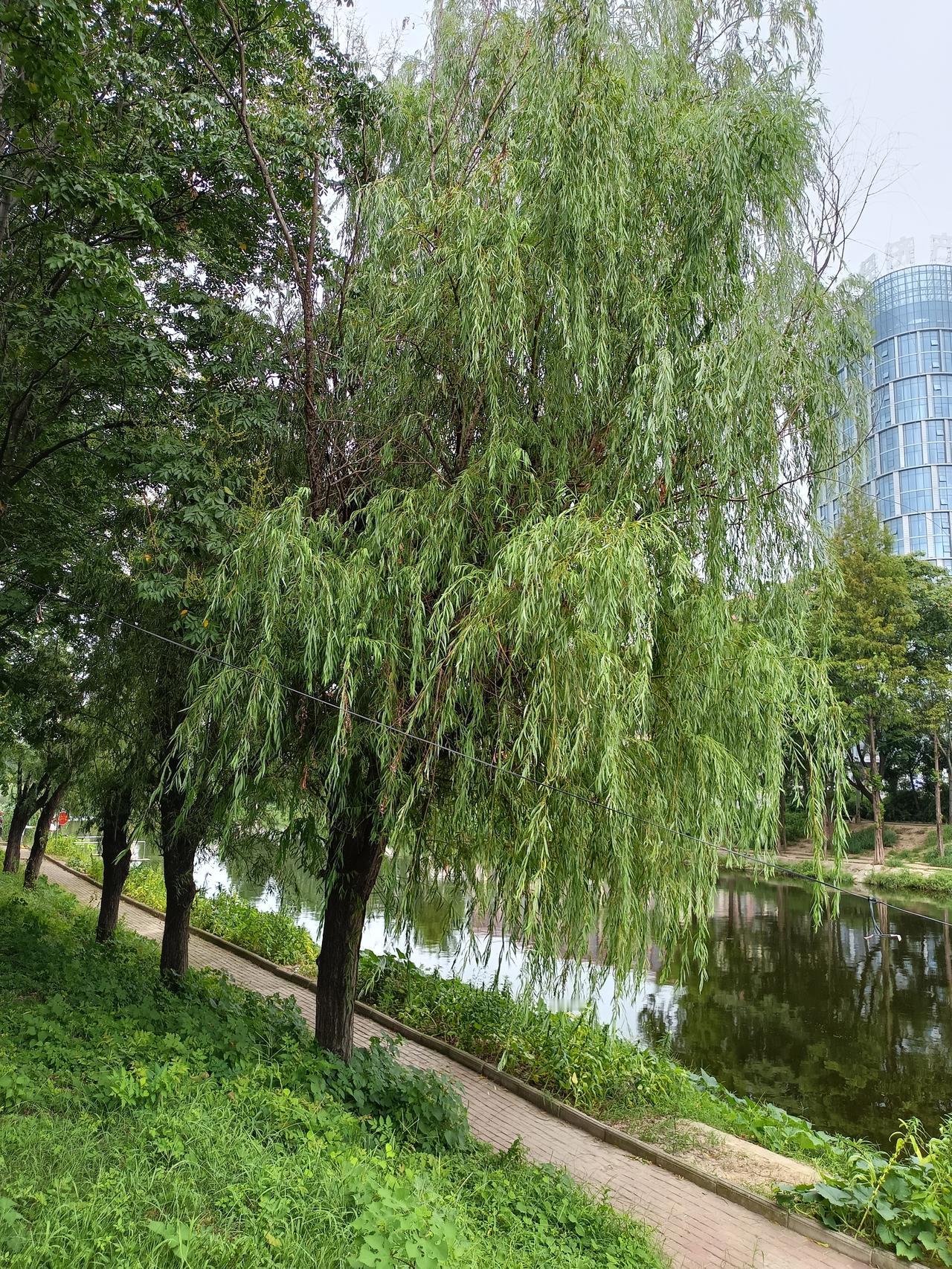 杨柳依依，在秋风中摆动着优美的身姿。