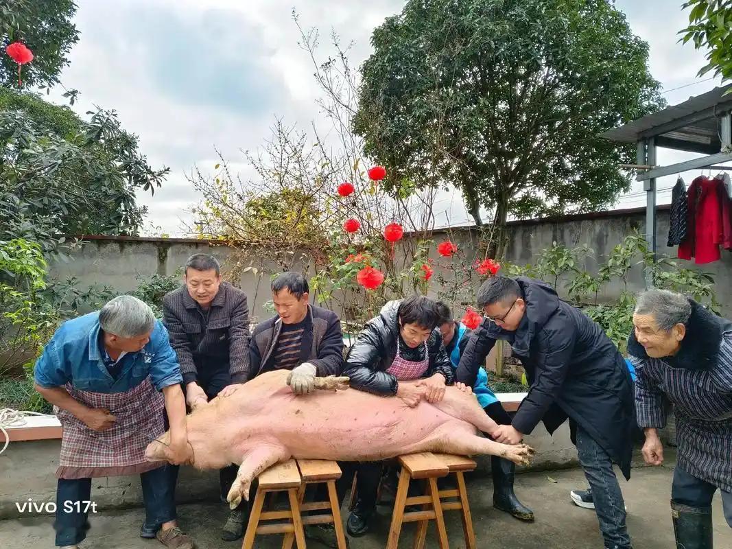 自家养的猪，自己过年杀了就违法？国家新规定出台，除农村地区个人自宰自食外，任何单