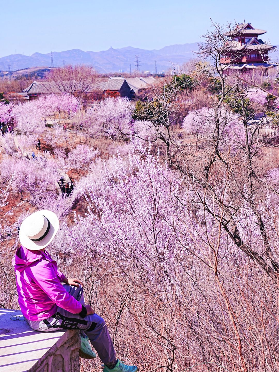 3.21春日美景下的京郊，桃花如梦幻般飘落！