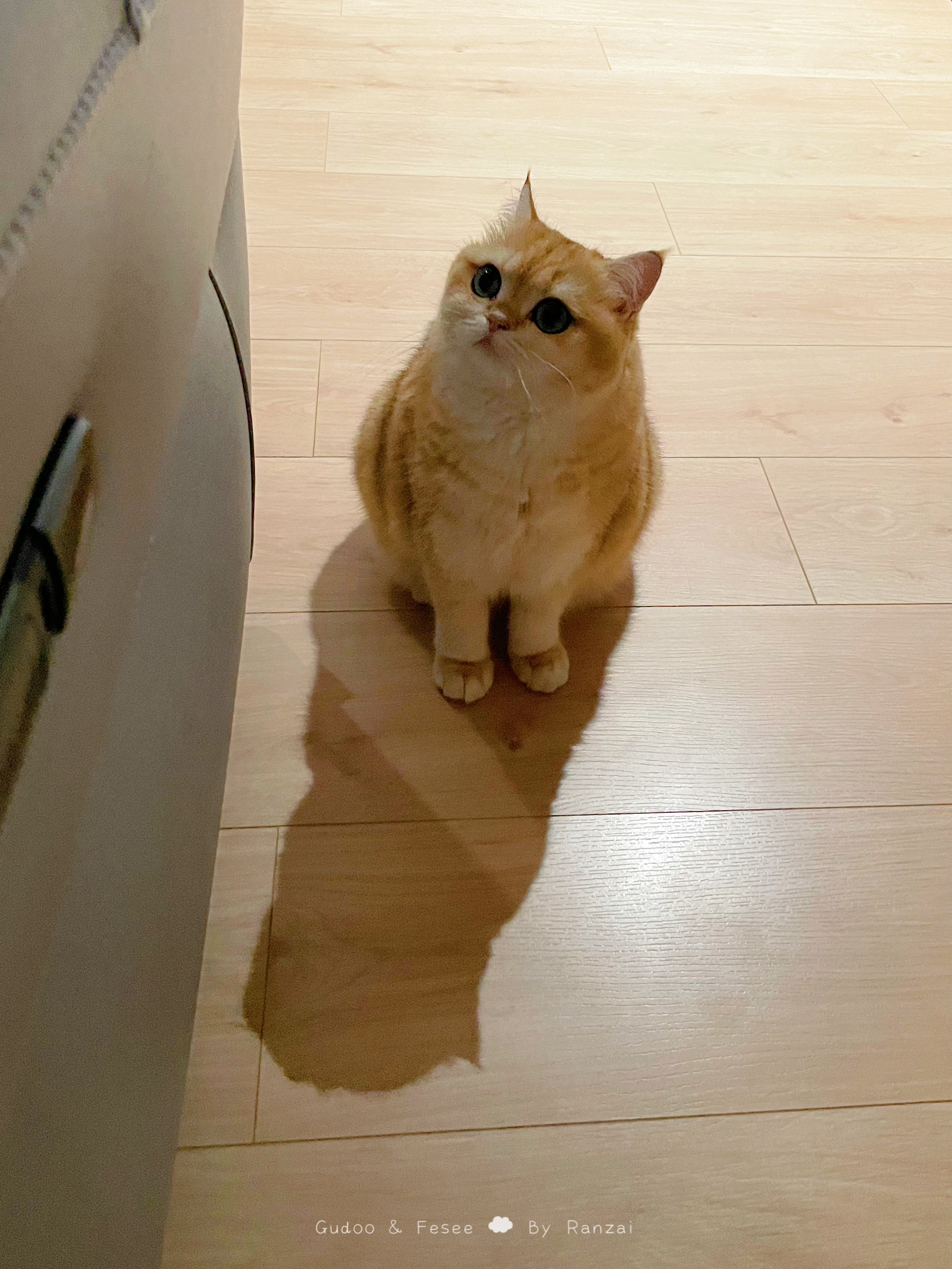 妈妈妈妈，猫猫棒系不系坏了？怎么不动了，你快修修呀！#菇冬怎么肥四[超话]##动