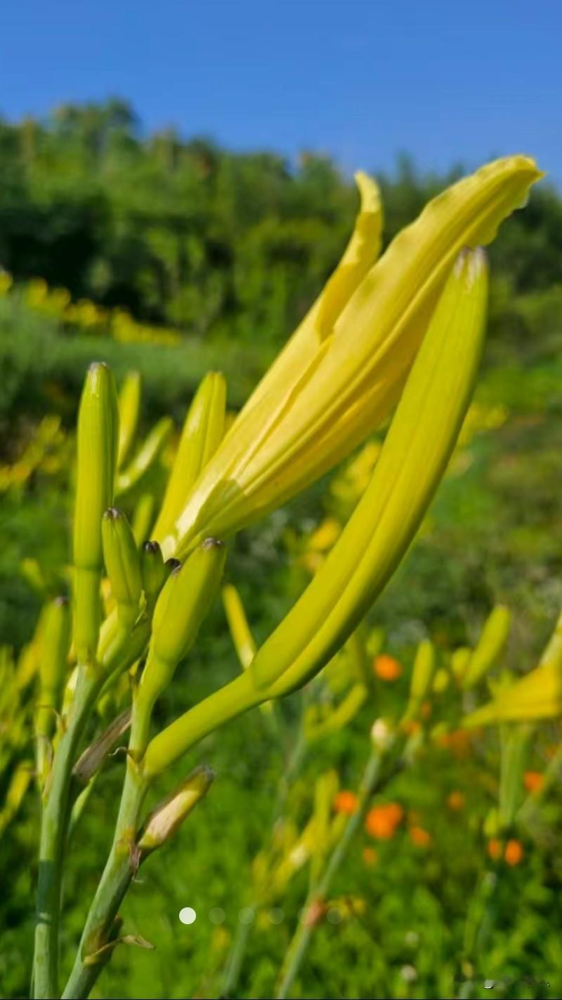 取农家菜园当日鲜采的黄花菜，配本地嫩长茄子，快火一炒，就是烟火气里的时令佳味。黄
