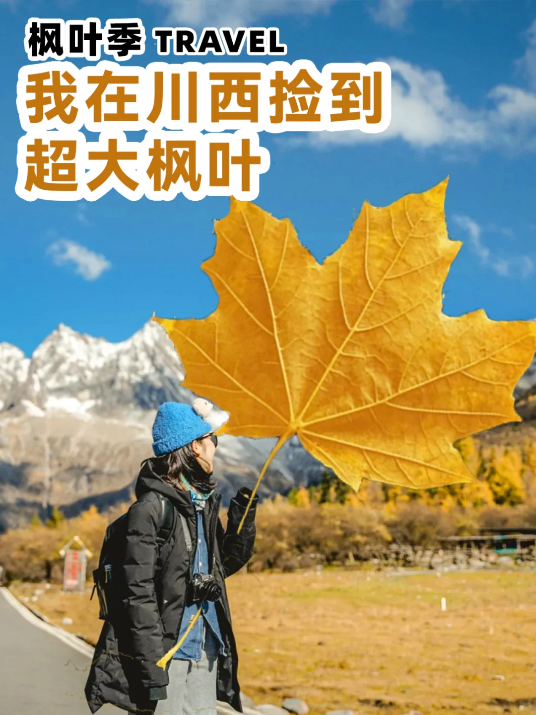 我在川西捡到超大枫叶🍁……