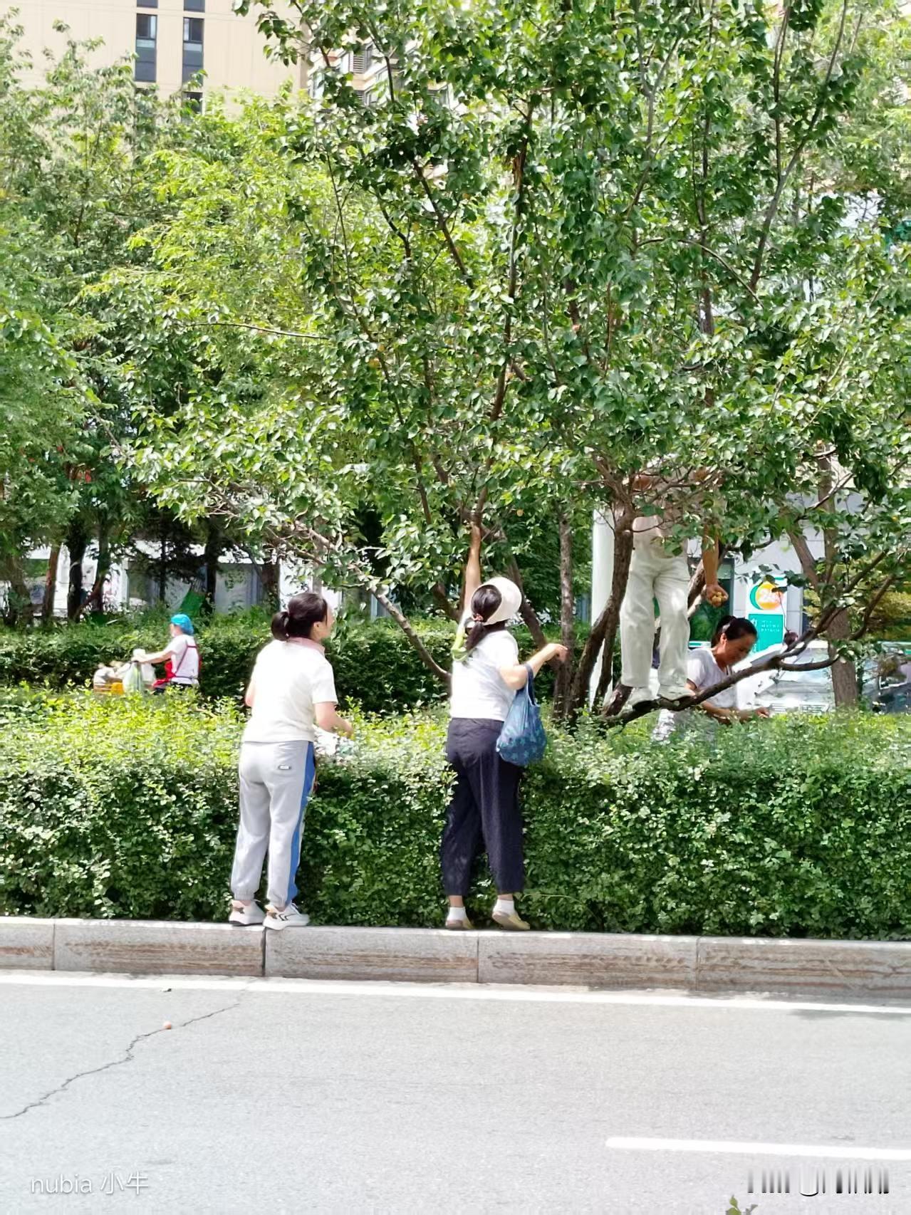 马路中央隔离带的杏熟了，长春街头却上演了刺眼一幕！几位老人不顾车来车往，踩上绿化