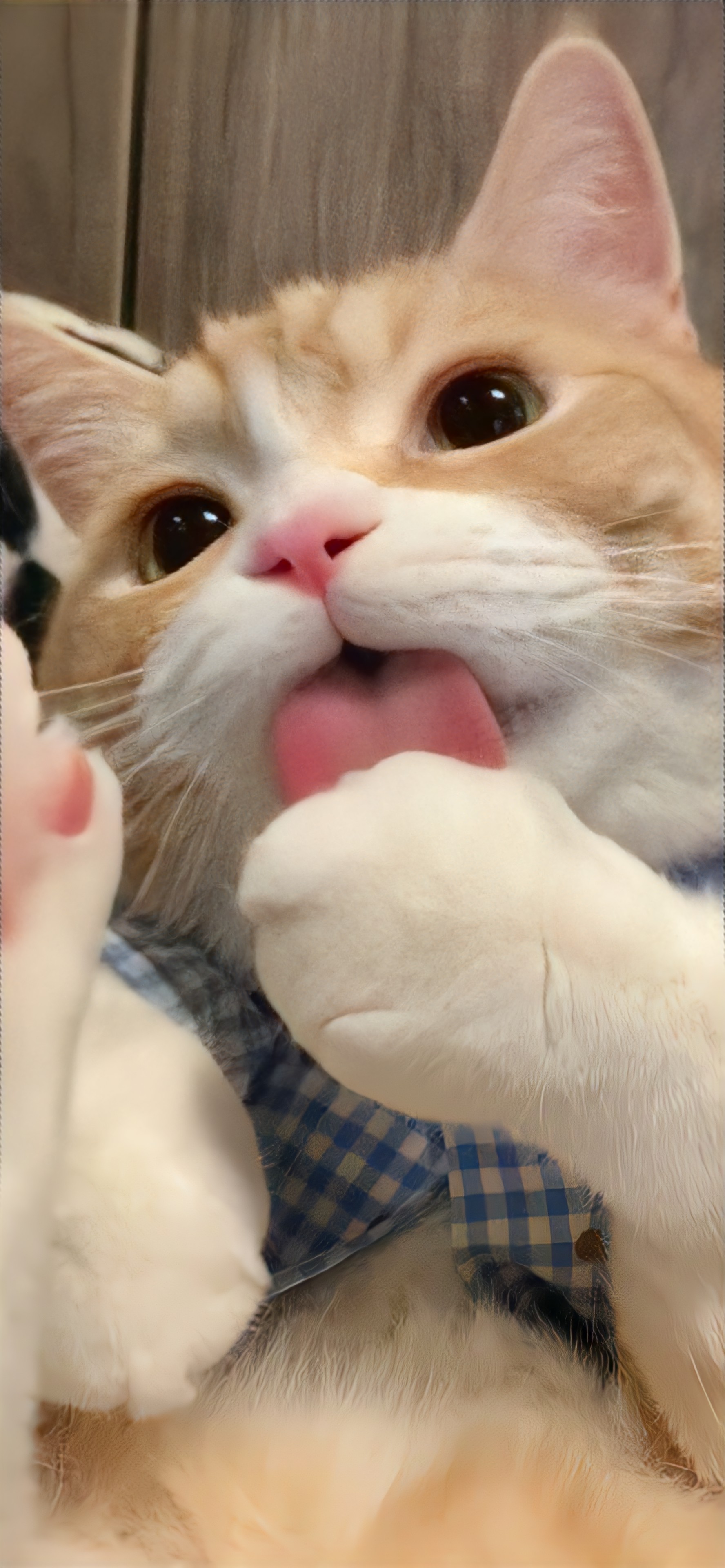 壁纸 