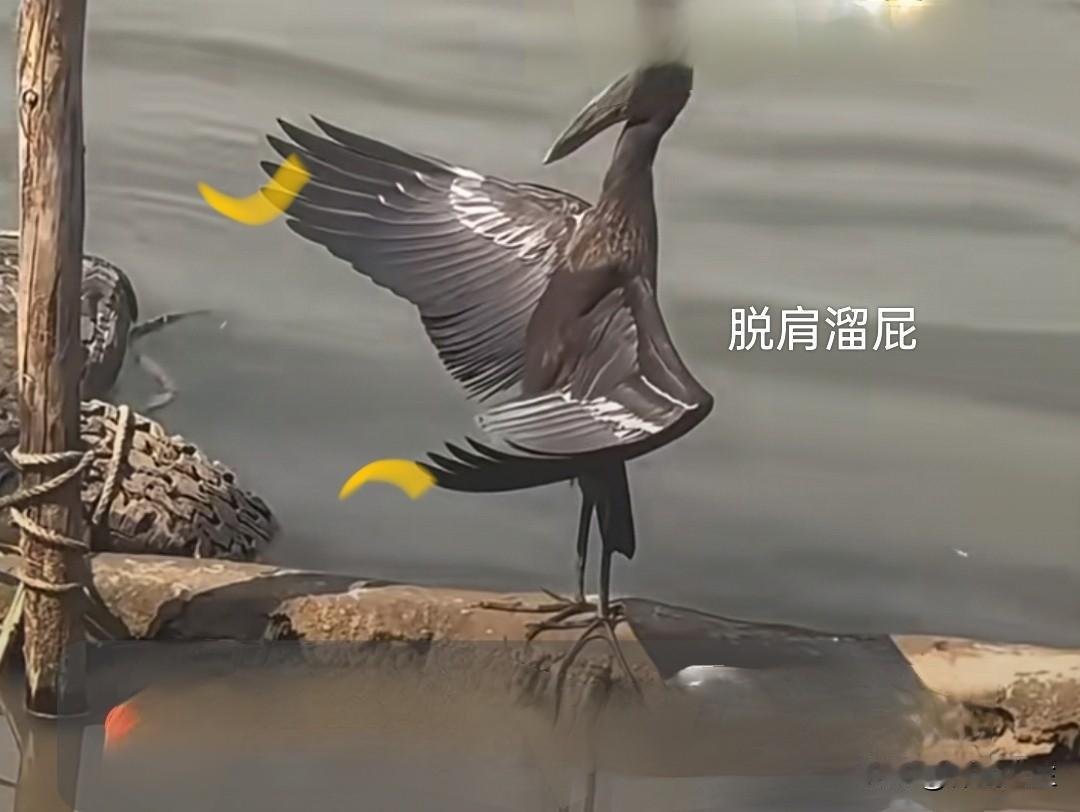 它这个形式就是“托宝桩”形式。“托宝桩”形式上肢和下肢是一样的，手掌心和脚掌心是