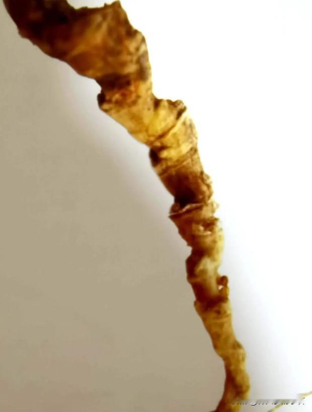 几种工艺参的接法 你们能看出来吗？人参 林下参