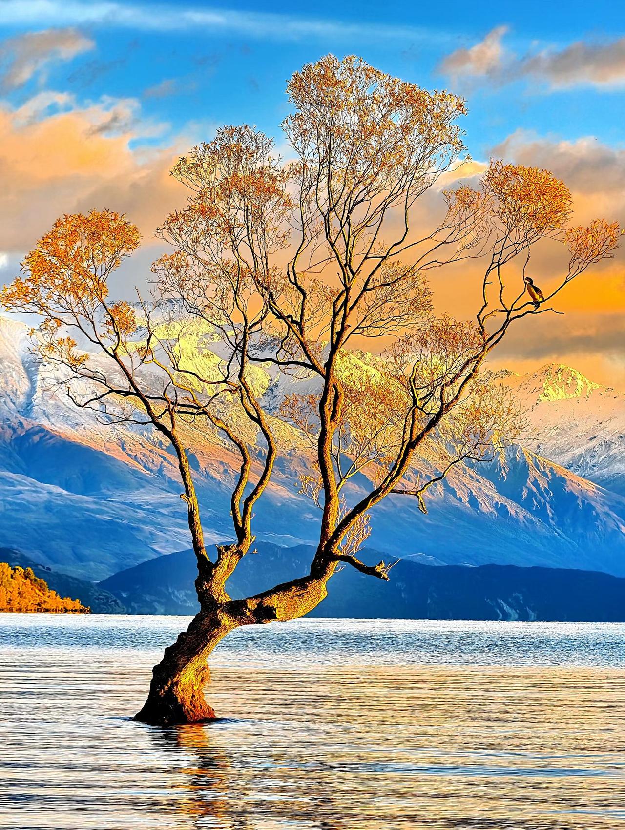 新西兰，瓦纳卡湖，孤独的树（1930年代插柳入湖，做为围栏，后成长为孤独的树，2