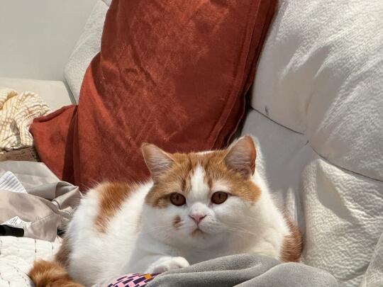 叫了很久小猪 才发现他在沙发上