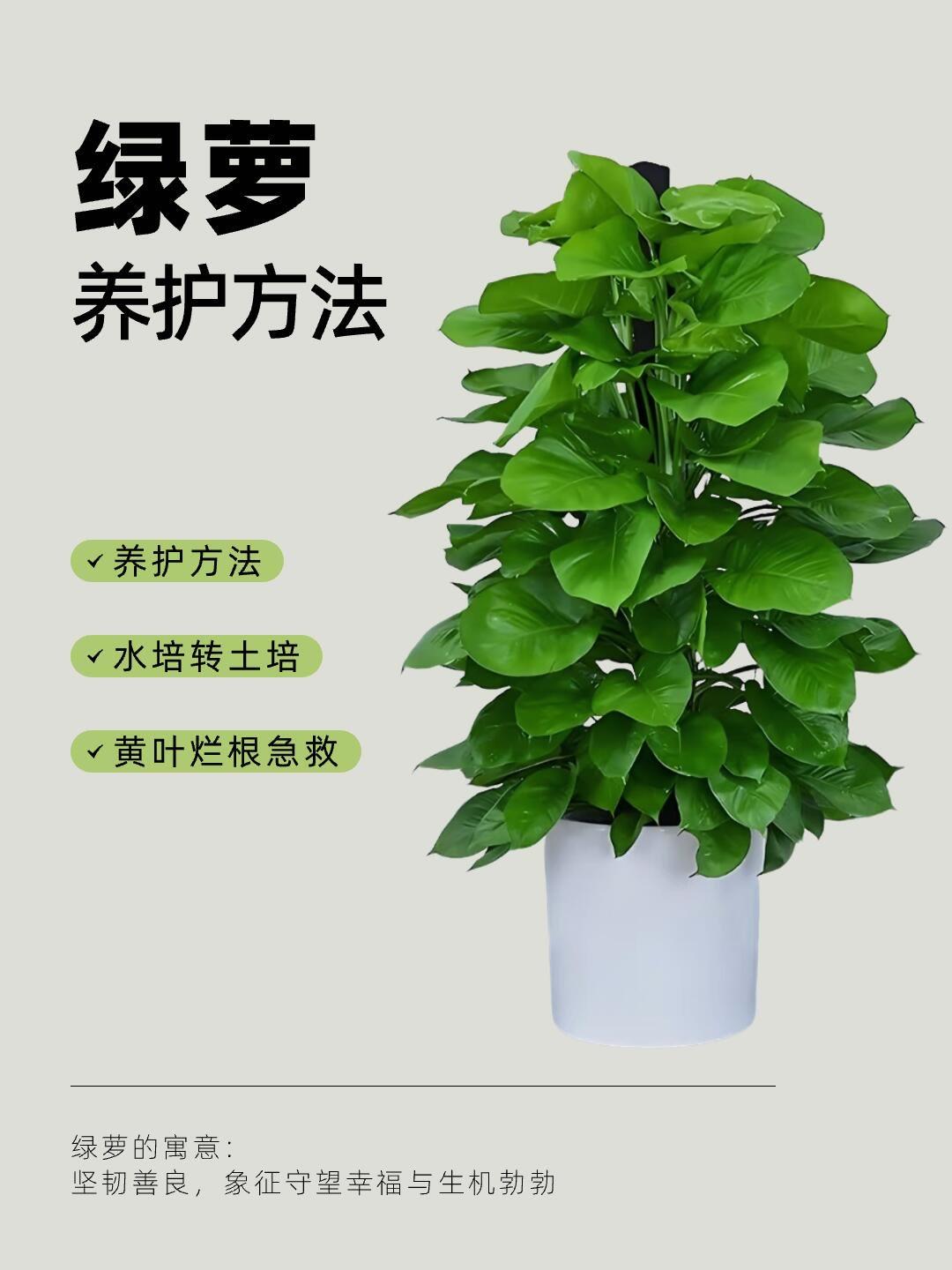 听劝宝子们，这篇绿萝养护方法值得收藏学习
 花卉绿植  绿植养护 室内绿植 养护