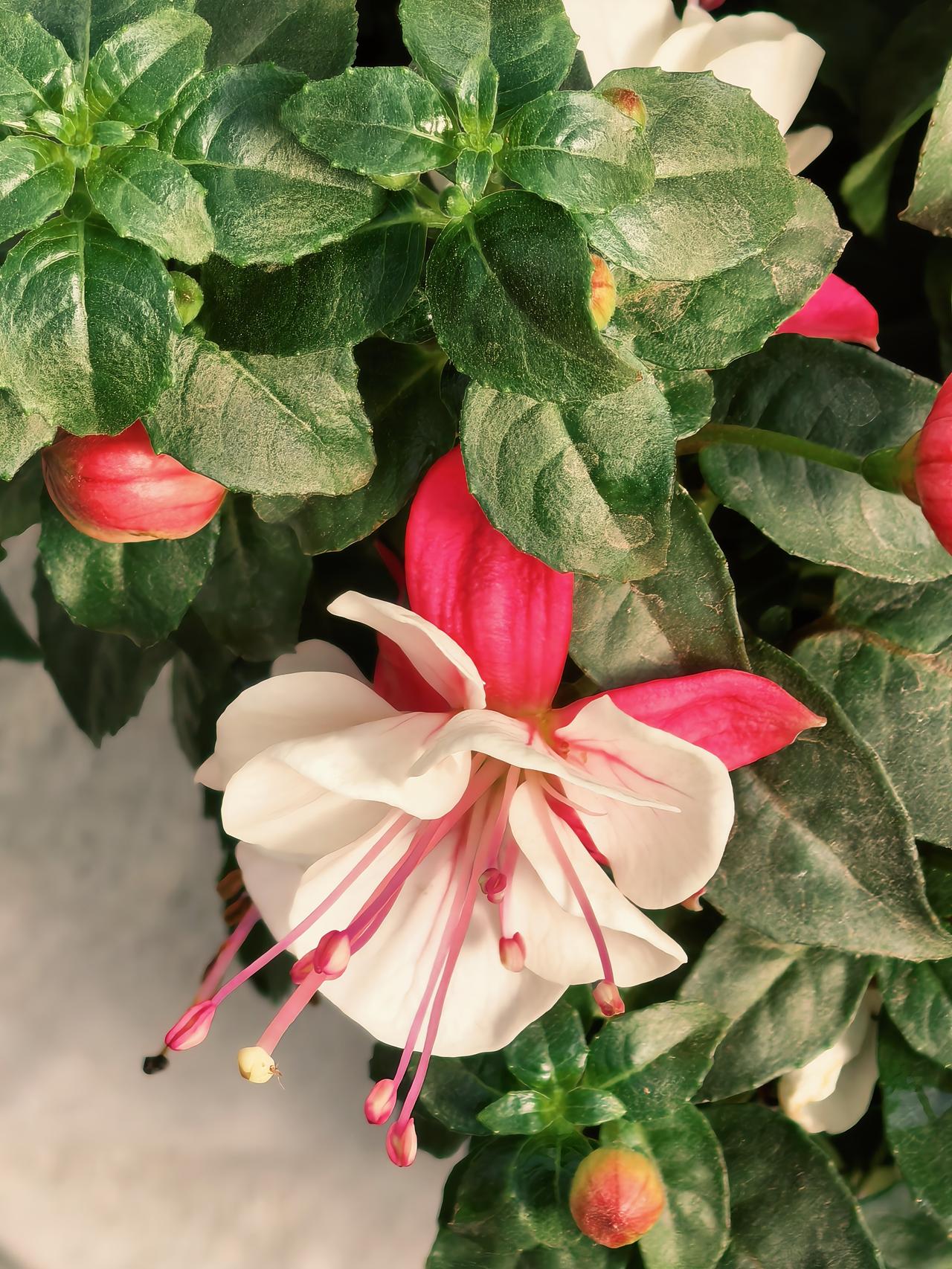 鲜花缤纷，五彩斑斓！

暮春之际，路边的迎春、连翘、海棠皆已凋零，唯有零星的樱花