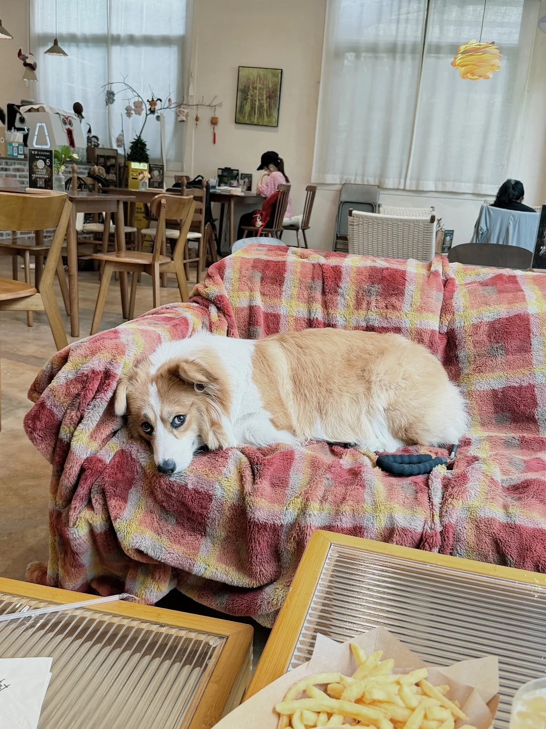 小柯基在咖啡店沙发🛋️上睡大觉💤
