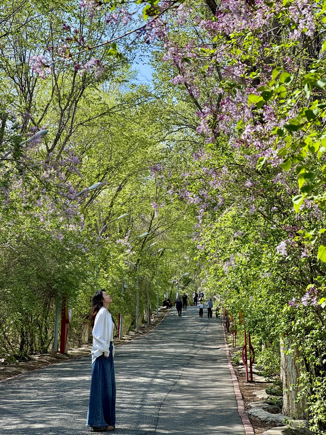 乌鲁木齐丁香花街！人巨少！春日限定的美！！
