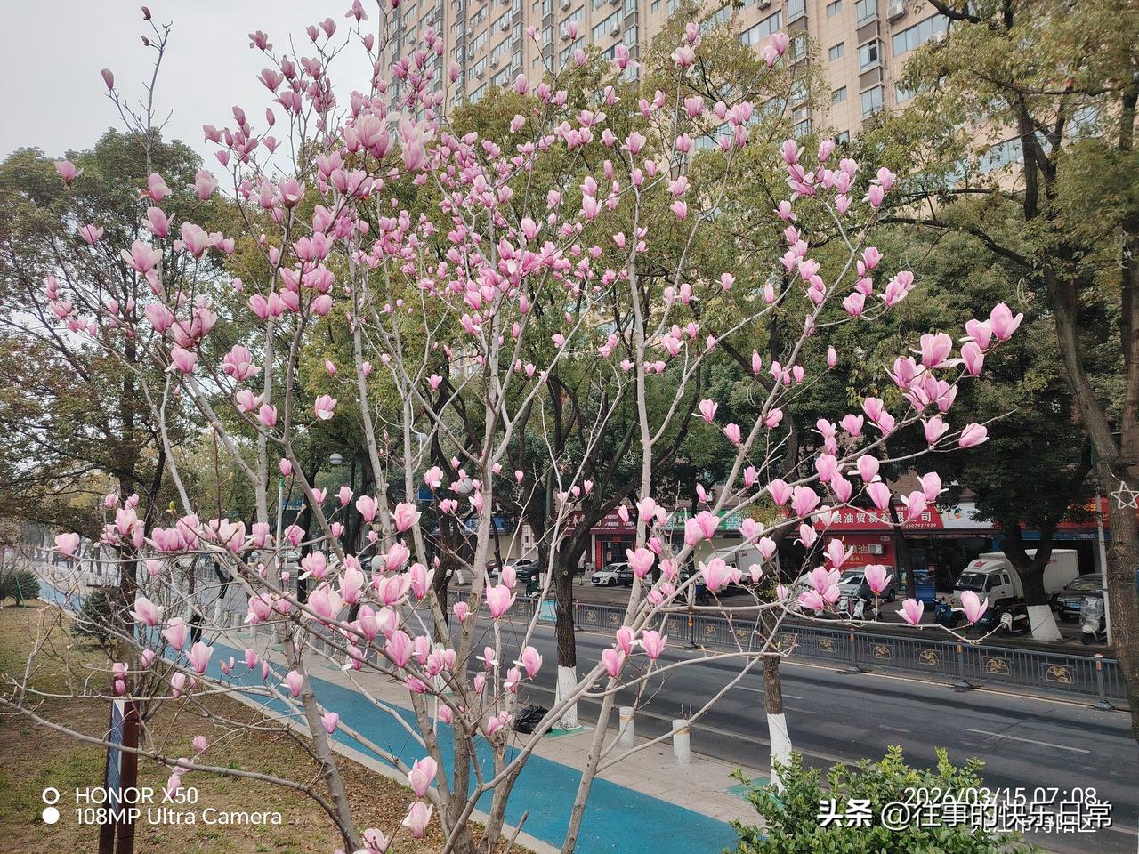 春日生活打卡季3月15日长江岸边赏玉兰花
