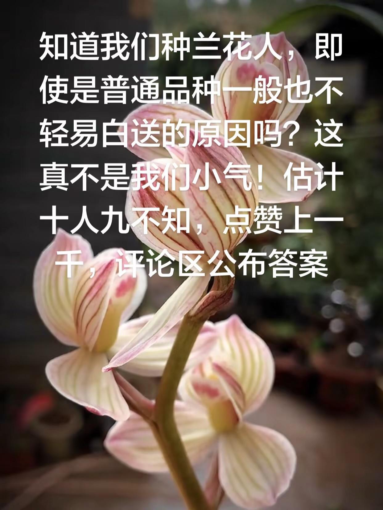 十人九不知，养花人不轻易白送兰花。答案尽是与人类本性有关系兰花 养花人