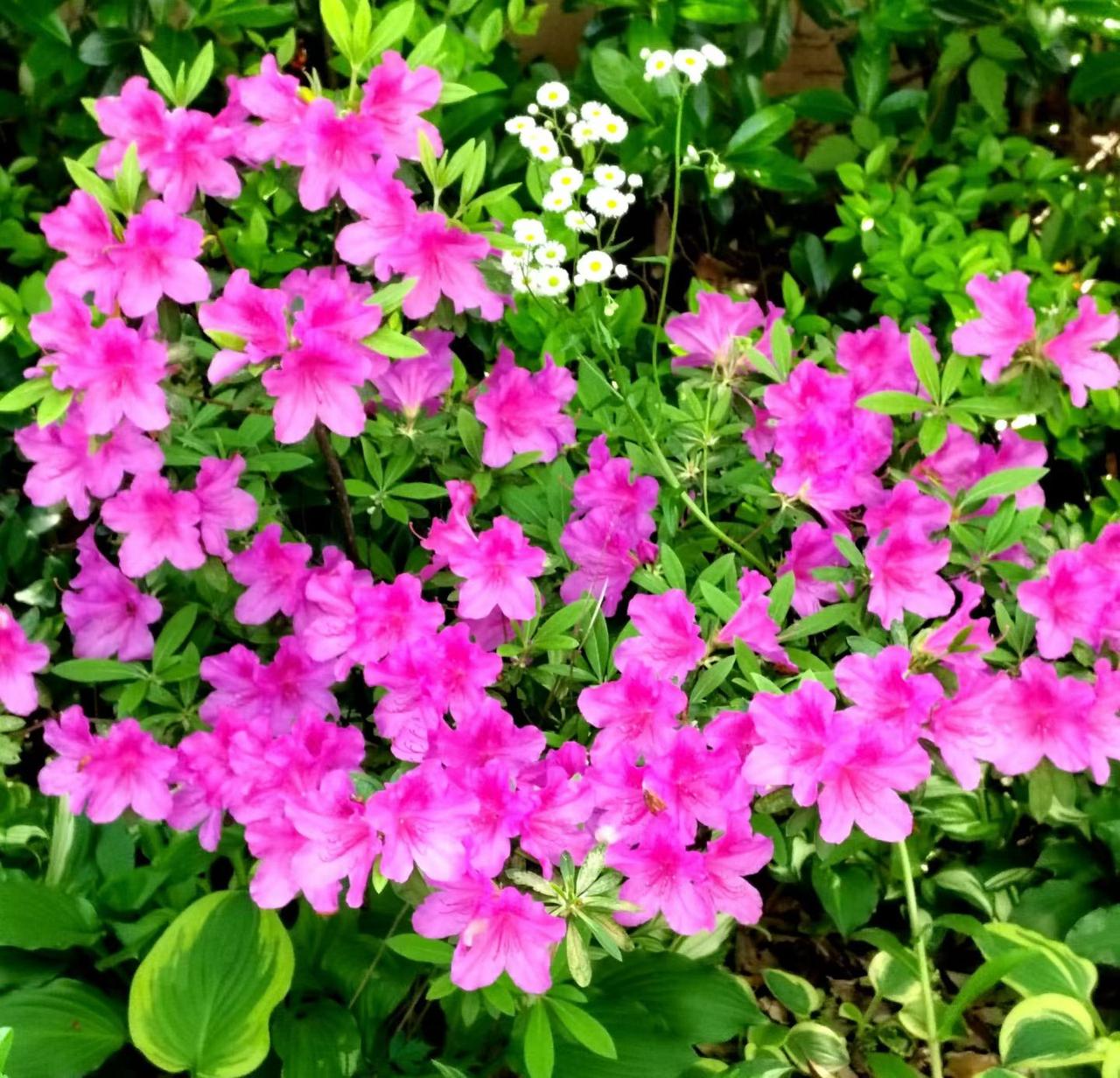 有没有漂亮的花朵图片吗