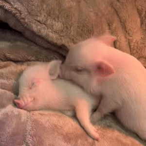 这个猪好暧昧啊 