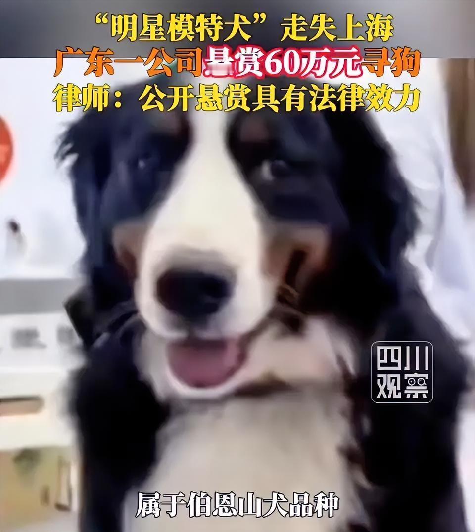 广东惠州一家公司近日扔下了一颗“重磅炸弹”：悬赏60万元寻找一只走失的伯恩山犬。