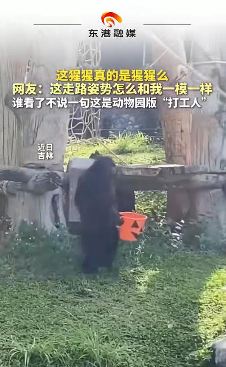“成精了！”近日，吉林一动物园内出现有趣一幕。临近闭园时，游客远远看到一只“工作