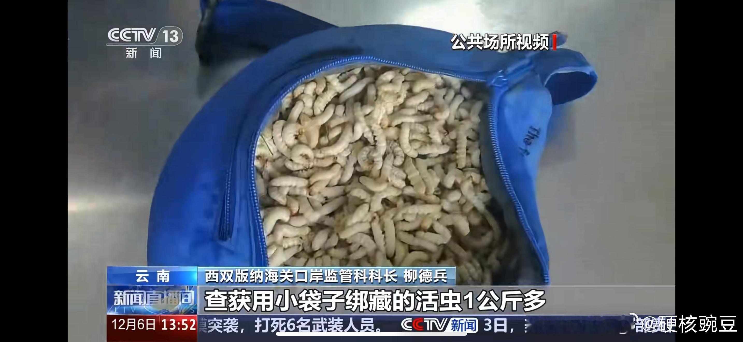 女子裤子内藏2斤多活虫入境 看了一下，这个东西叫竹虫，上次在云南我的朋友们吃炸虫