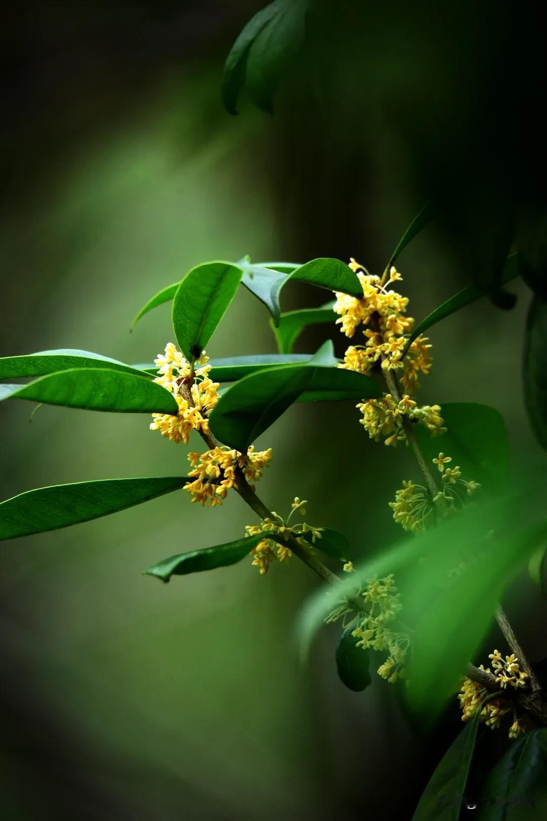 你眼中最美的季节是什么样?八月桂花开美丽的秋花随拍