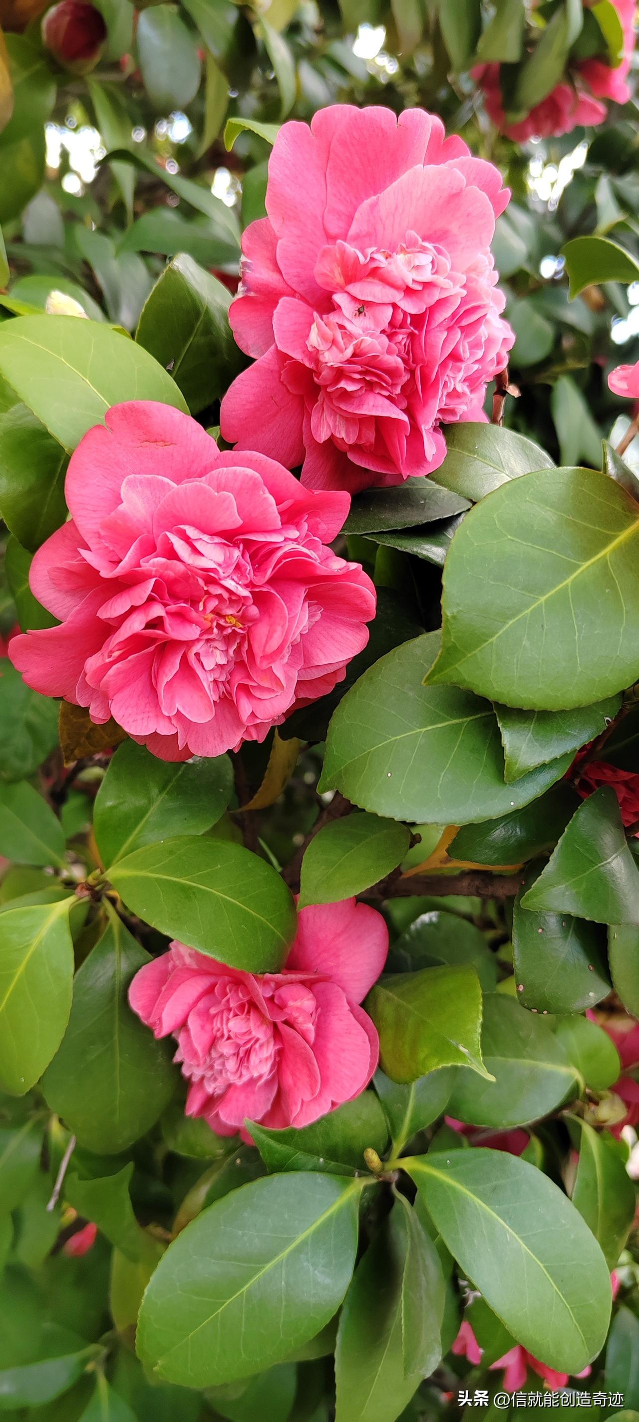 春来茶花朵朵红，
蜂蝶自来不用迎。
佳人立在美景中，
笑脸堪比三月风。

谢谢关