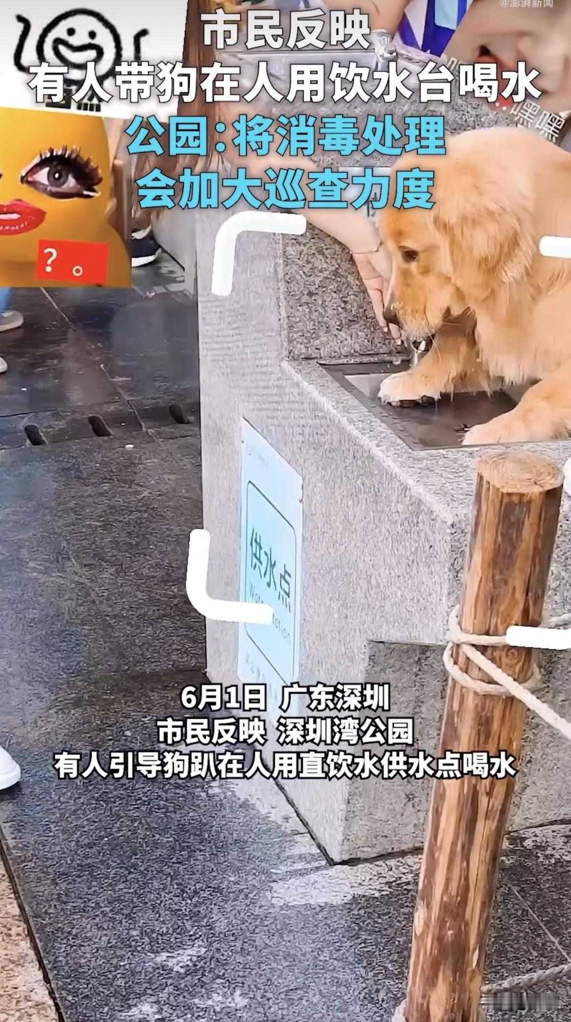 那只金毛口水拉丝的镜头我看了三遍，每一遍都犯恶心。

狗舌头舔水龙头，舔完整个出