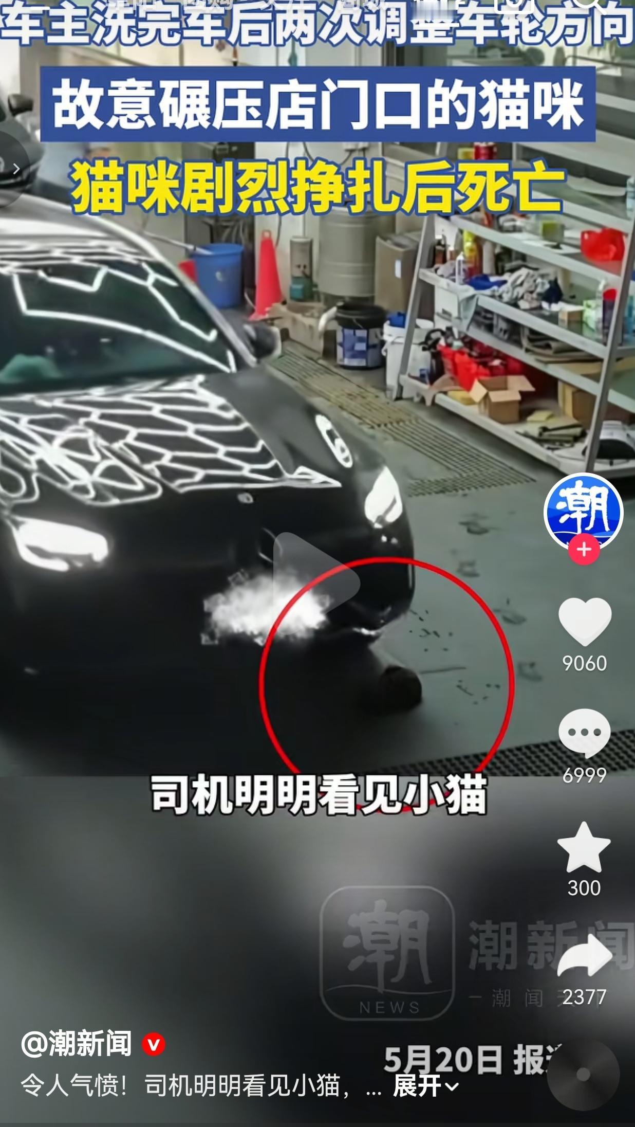 监控拍得清清楚楚！男子两次调整方向，故意碾死刚生完崽的猫妈妈，太气人了！
 
这