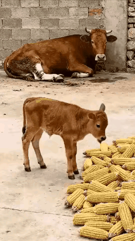 形象吧？
鸦有反哺之义，羊有跪乳之恩，看到这儿也会深深地体会到，牛也有偷米之心喽